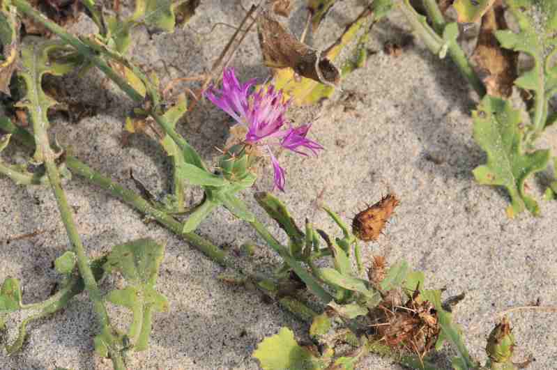 Centaurea sphaerocephala
